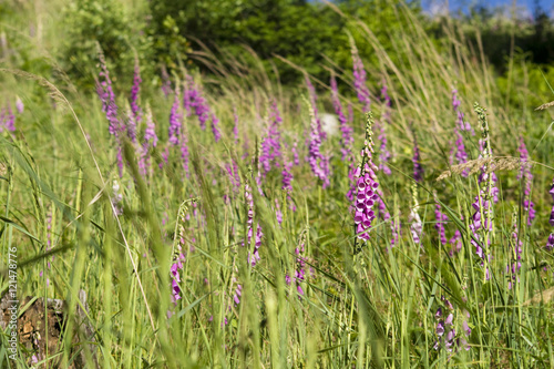 Meadow background with a lot of foxglove