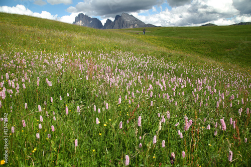 Malga in fiore sulle Dolomiti