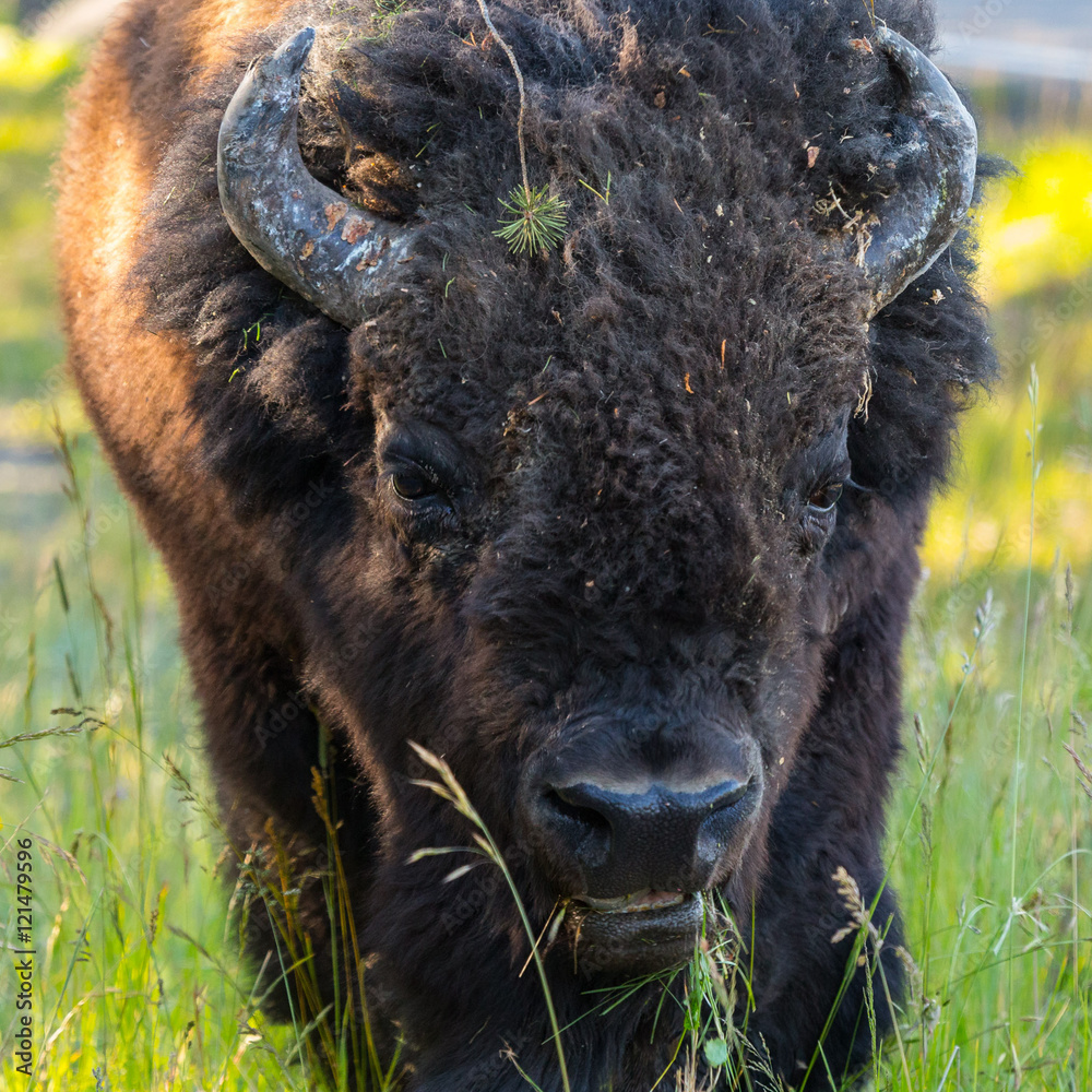 Yellowstone Buffalo