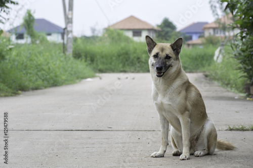 Thai dog sitting on the cement floor