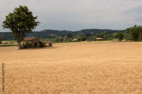 Champ de blé en Provence