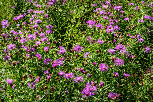 pink cornflowers wild flowers meadow