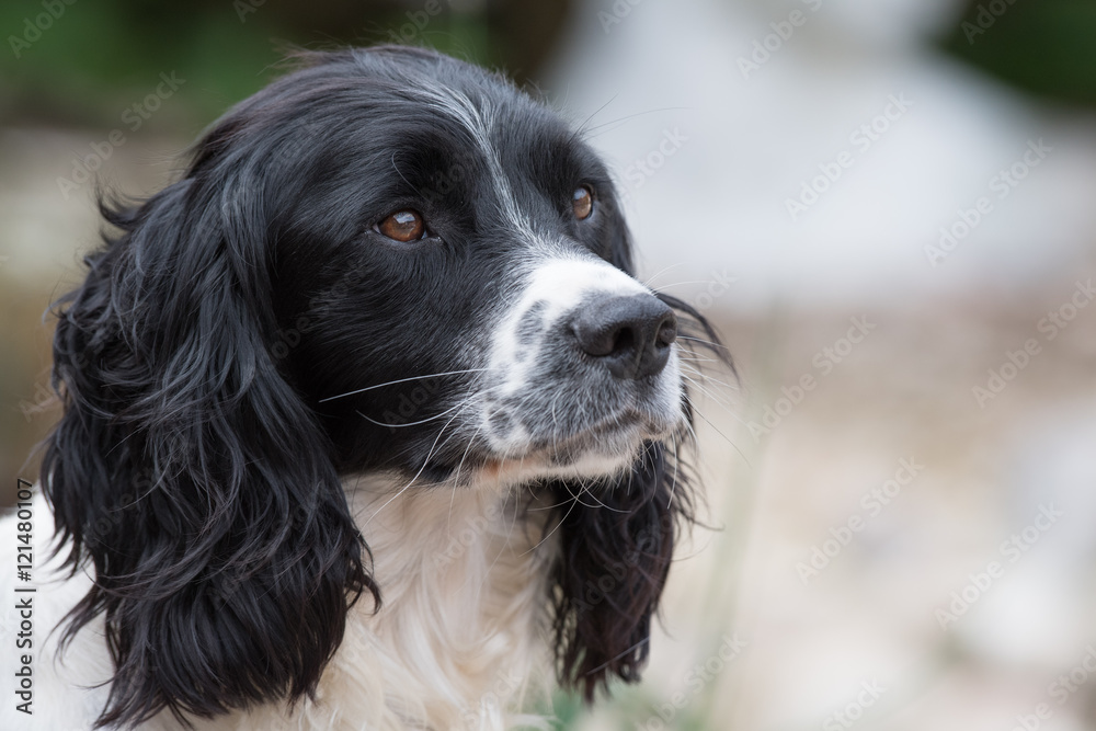 Working English Springer Spaniel Working English Springer Spaniel