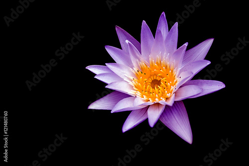 Lotus on black background