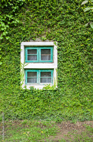 White window covered with green ivy