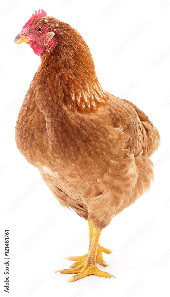 Fototapeta premium Brown hen isolated.