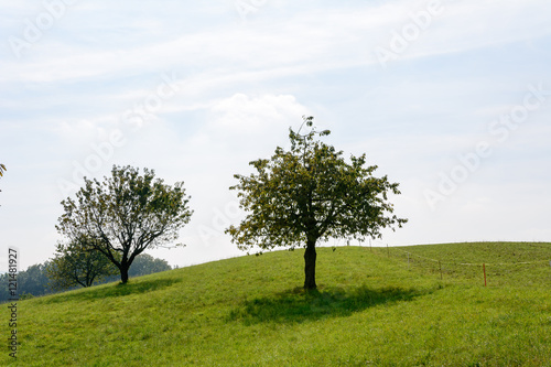Baum in der Natur auf dem Feld im Herbs