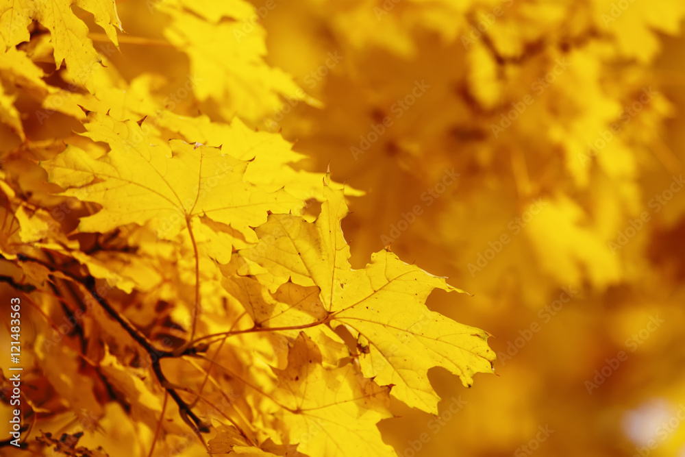 Natural autumn background with yellow maple leaves, selective fo