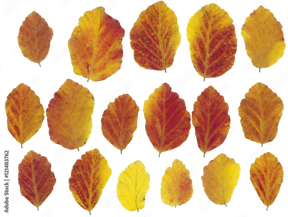 Obraz premium collection of colorful autumn leaves