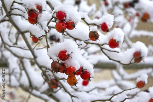 Obraz na płótnie Overlooking a rosehip bush in winter w salonie