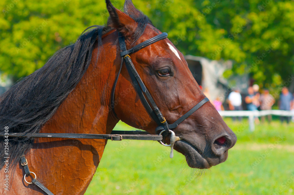 Obraz premium Race horse on race track before race on sunny summer day.