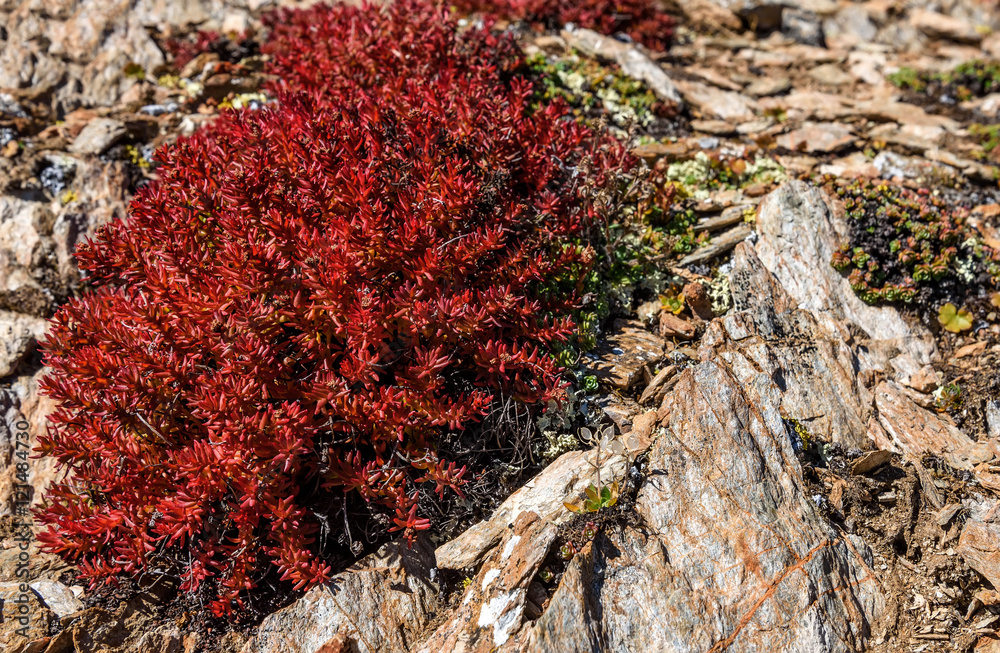 flowers Rhodiola rosea roseroot mountains flowers Rhodiola rosea roseroot mountains