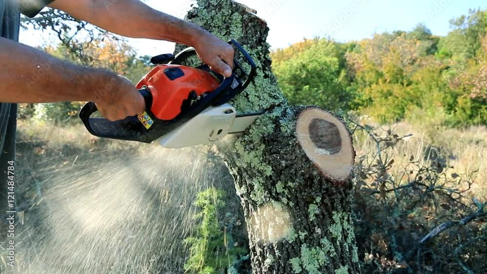 Sciage d'un tronc d'arbre