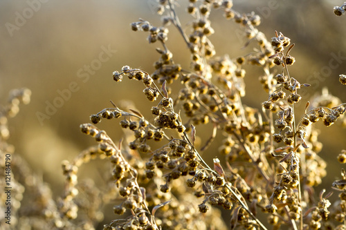 Plant at autumn with gold sunlight from sunset. Abstract background.
