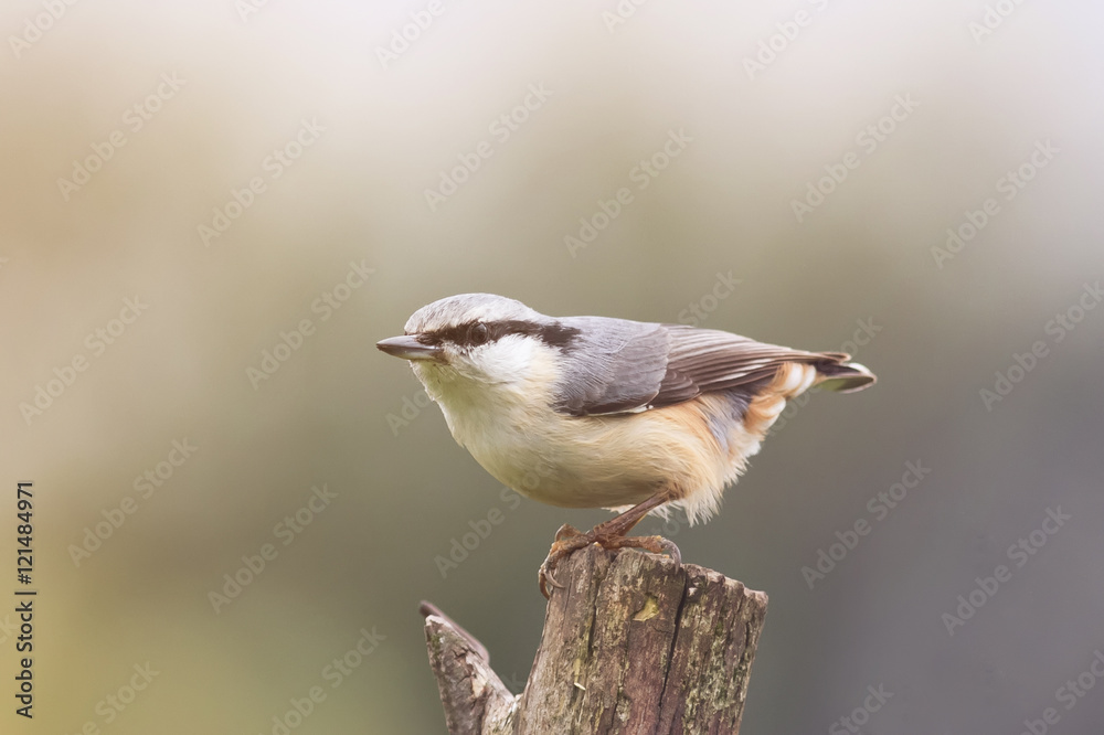 Fototapeta premium bird nuthatch stands on an old wooden post