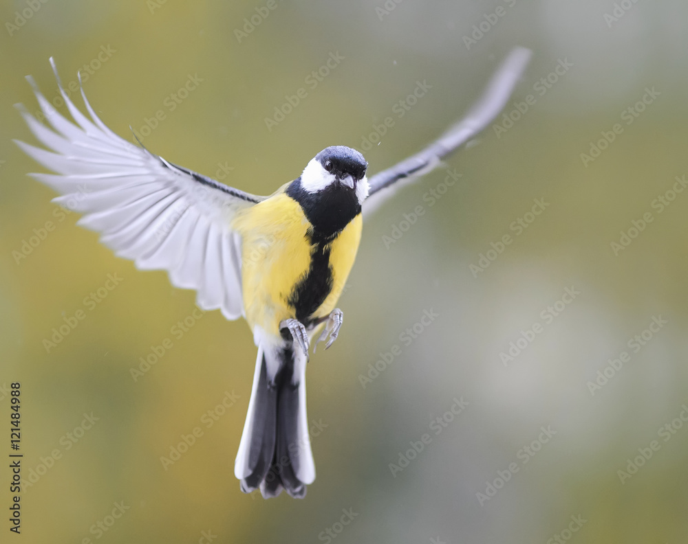 Fototapeta premium the bird flies on the wings closeup