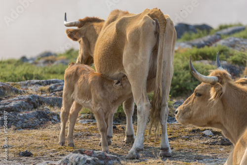 Ternero mamando. (Ternera rubia gallega). © josfor