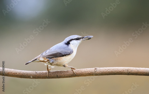 grey bird is a nuthatch on a branch with a seed in its beak