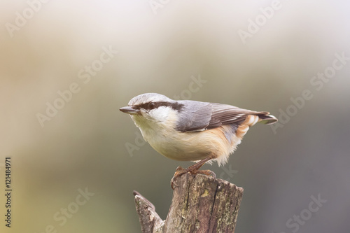 bird nuthatch stands on an old wooden post