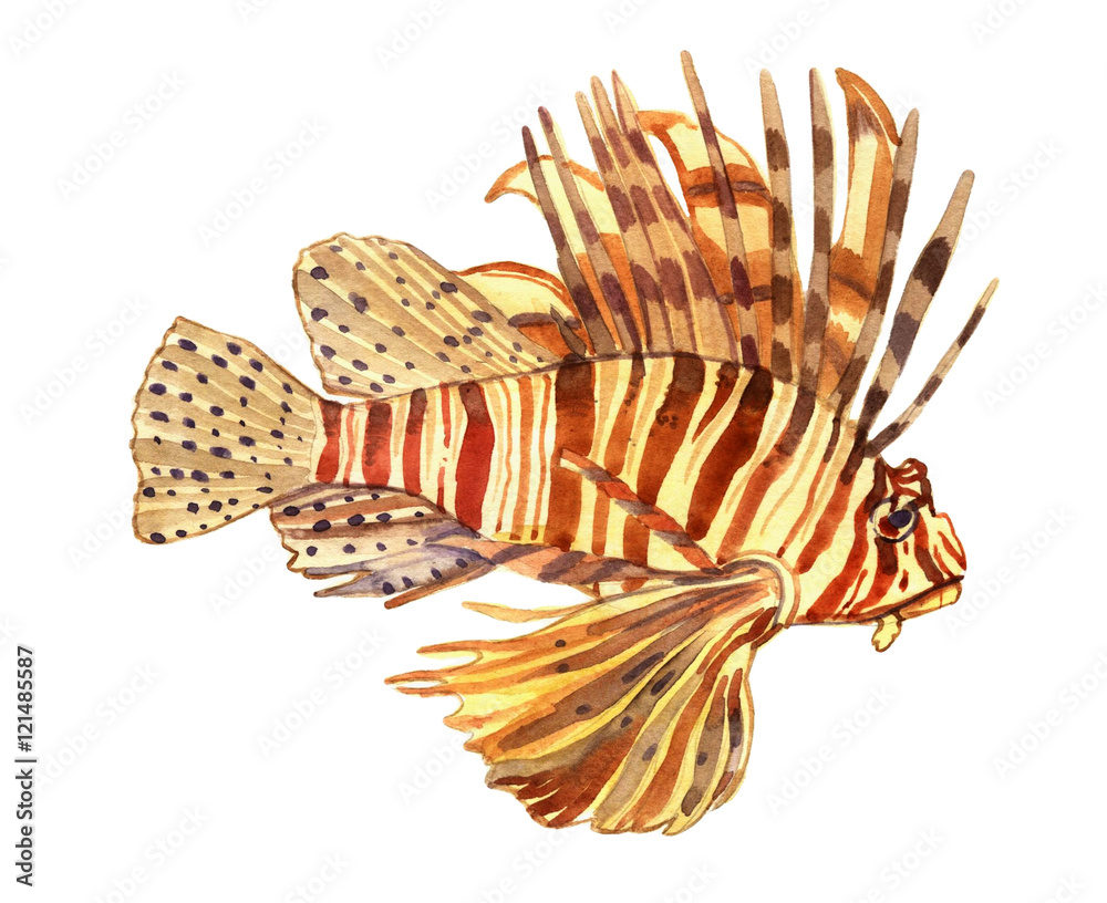 Obraz premium Watercolor fish. Sea fish set illustration isolated on white background