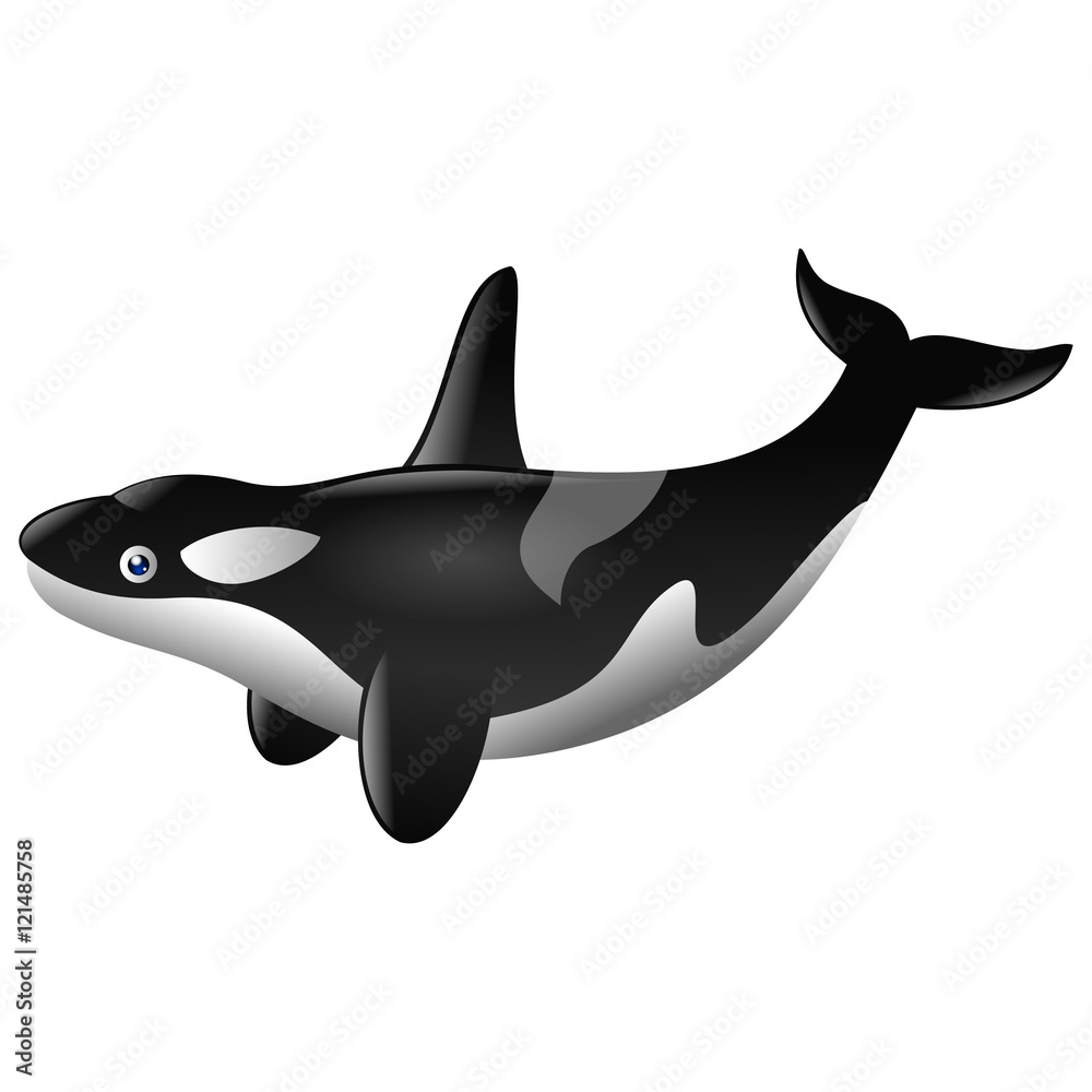 Fototapeta premium Cute killer whale cartoon