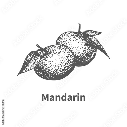 Vector illustration hand-drawn mandarin