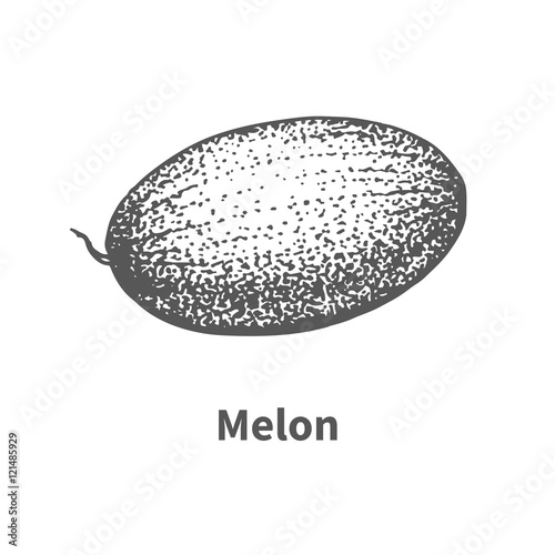 Vector illustration hand-drawn melon