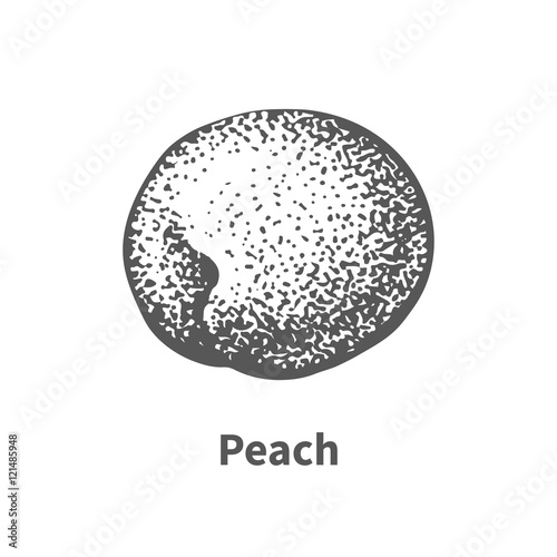 Vector illustration hand-drawn peach