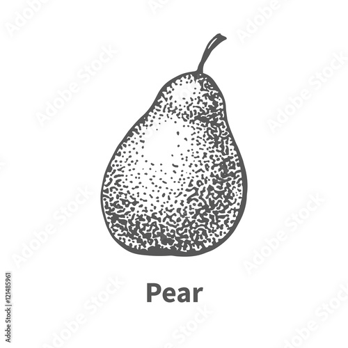 Vector illustration hand-drawn pear
