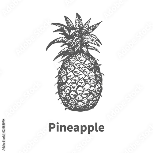 Vector illustration hand-drawn pineapple