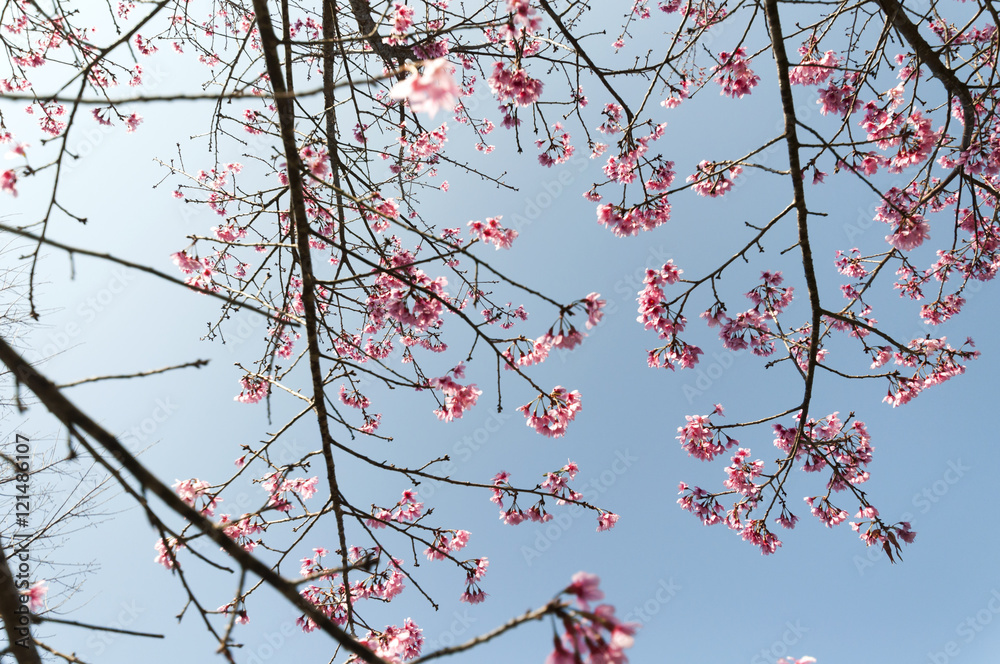 Pink Sakura flower blooming in Thailand, subject is blurred Pink Sakura flower blooming in Thailand, subject is blurred