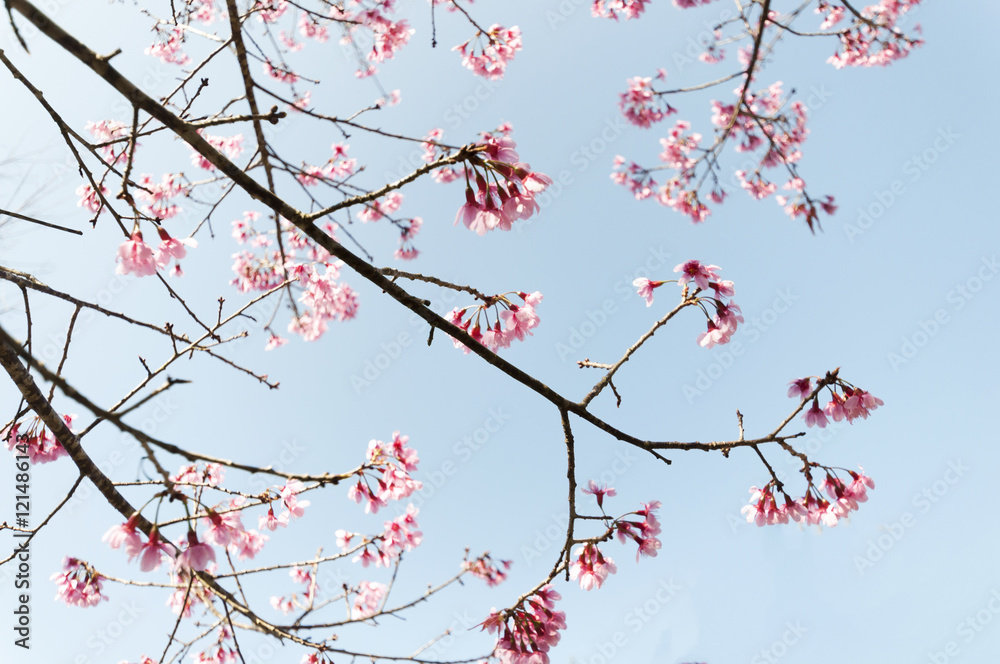 Pink Sakura flower blooming in Thailand, subject is blurred Pink Sakura flower blooming in Thailand, subject is blurred
