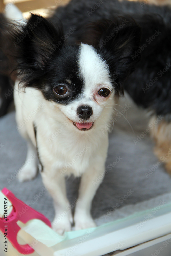 Cute small dog smiling stand on floor Cute small dog smiling stand on floor
