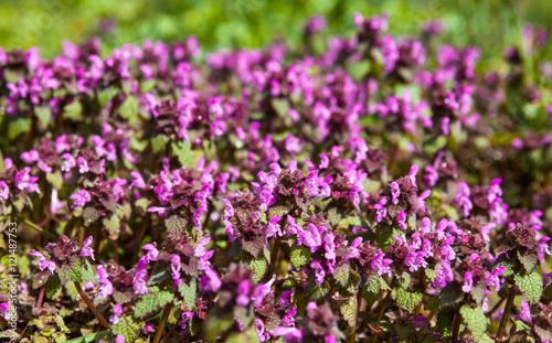 Purple dead nettle