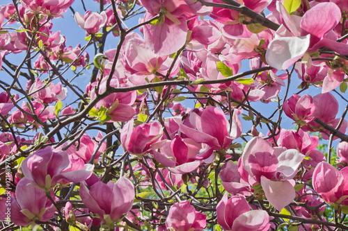 Pink magnolia flowers on a sky background