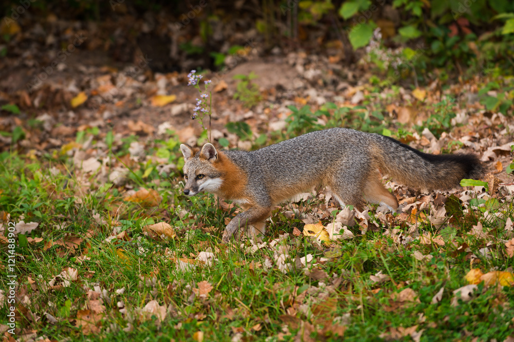 Obraz premium Grey Fox (Urocyon cinereoargenteus) Stalks Left
