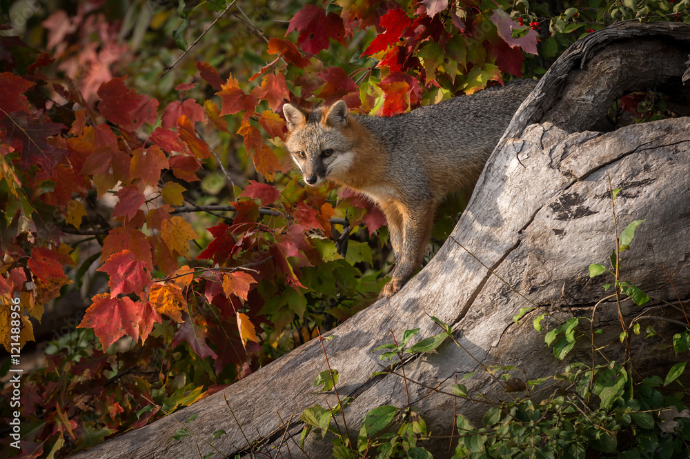Grey Fox (Urocyon cinereoargenteus) Atop Log Grey Fox (Urocyon cinereoargenteus) Atop Log