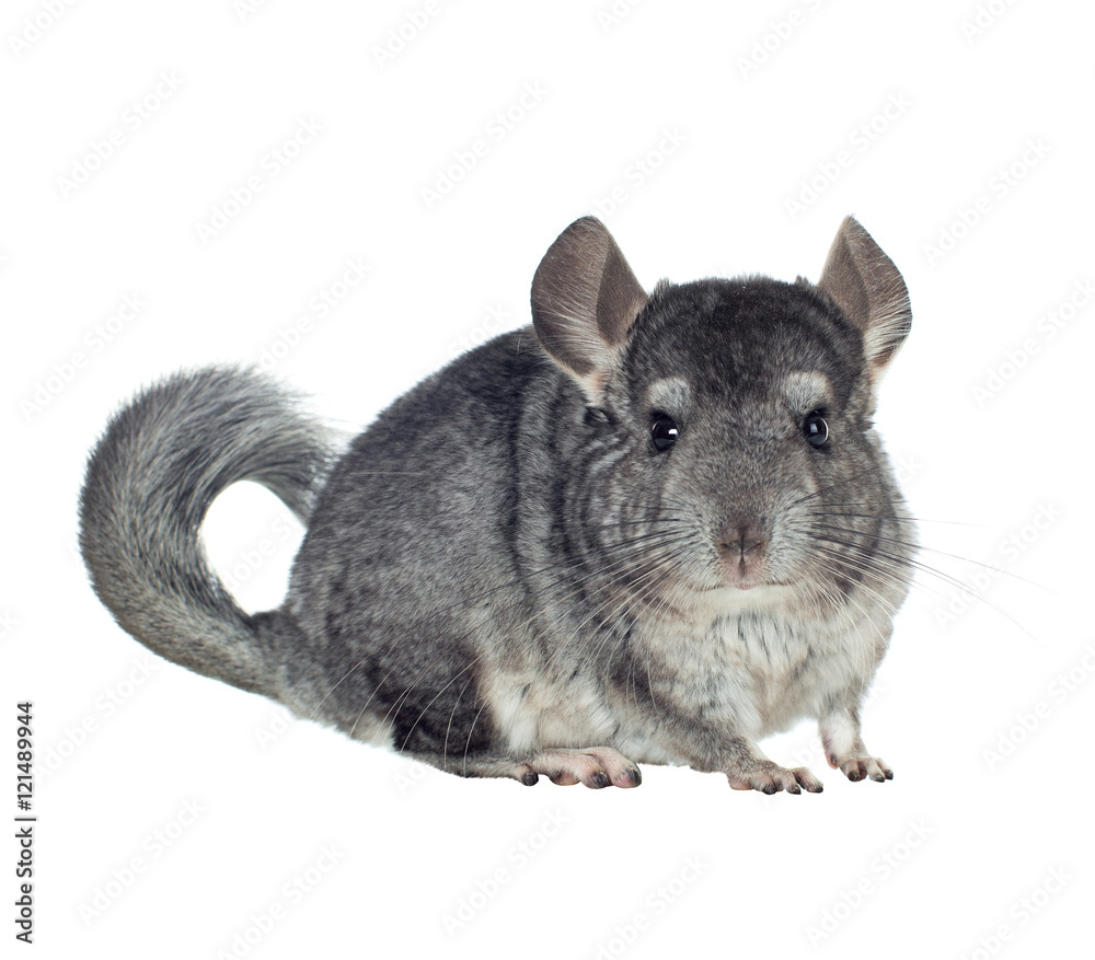 Fototapeta premium Gray chinchilla isolated on white background. series of images