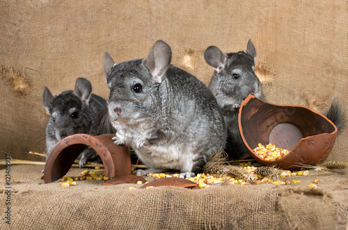  chinchillas in the barn on the background of a broken jug with corn grains. A series of images. photo