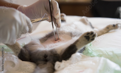 Cat Neutering Operation