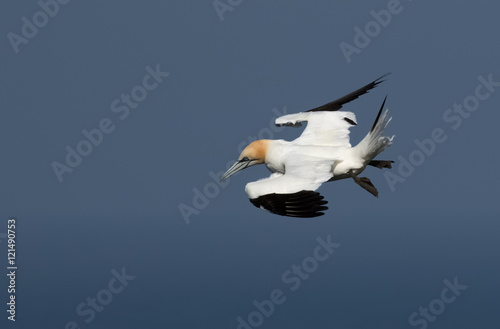 Gannet soming in to land