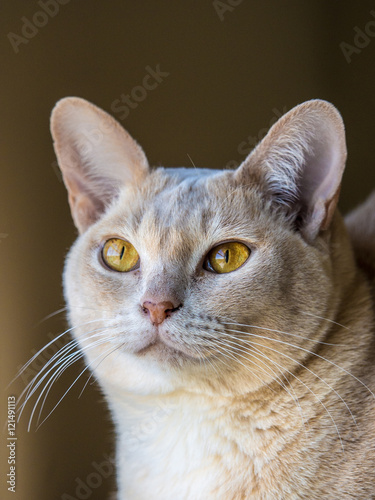 Fototapeta Naklejka Na Ścianę i Meble -  European Burmese Cat
