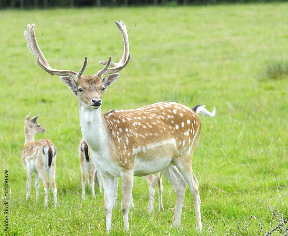 Proud Buck Fallow Deer