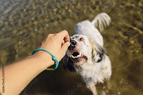 cropped image of a female hand giving a treat to large white dog bathing in the sea. soft focus on dog's nose