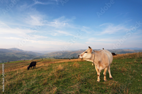 Cows on a mountain pasture. Autumn hills