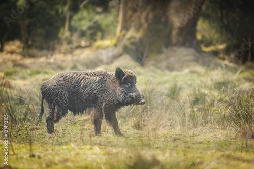 Wild boar in ancient forest