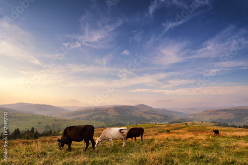 Cows on a mountain pasture. Autumn hills © NemanTraveler