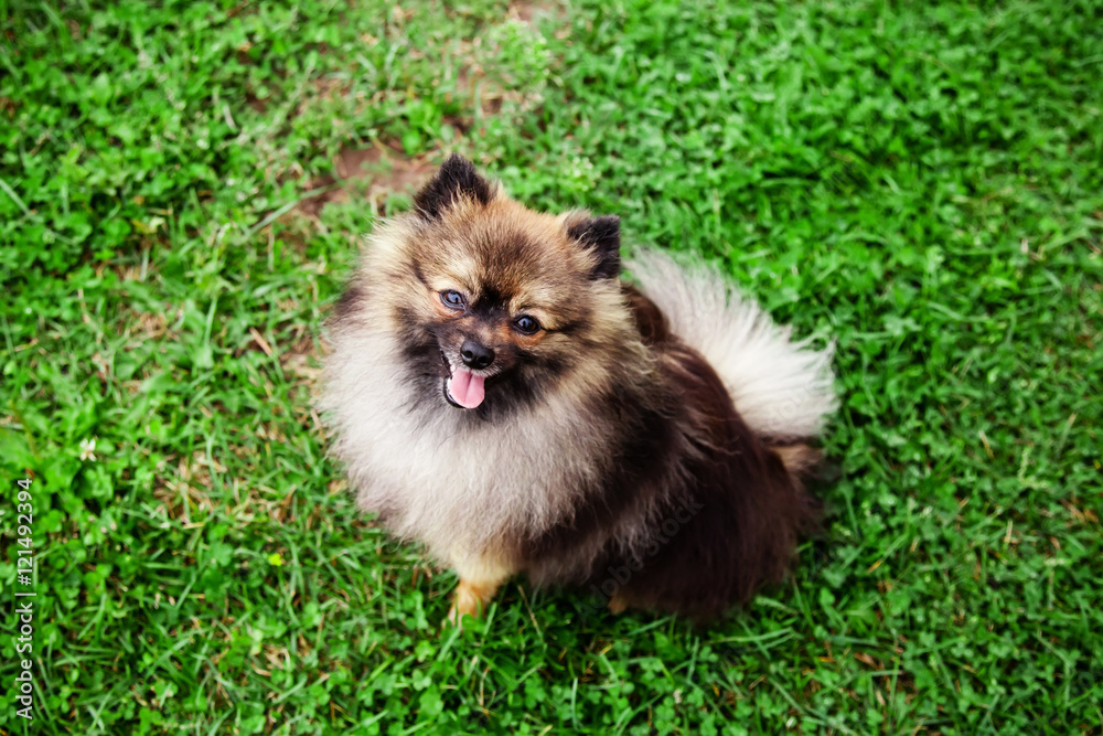 German Spitz dog on green grass German Spitz dog on green grass