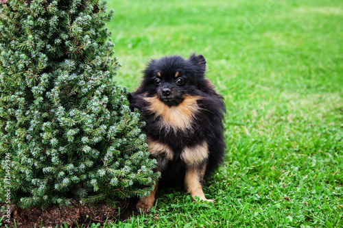 German Spitz dog on green grass © protivnica
