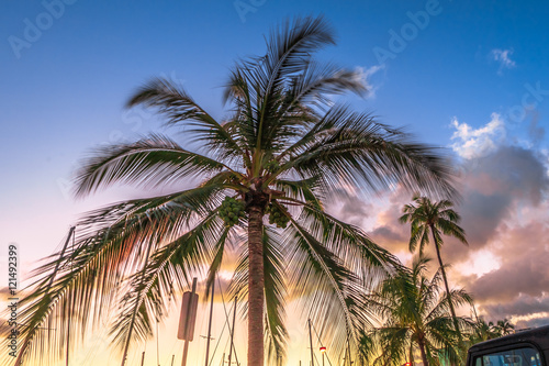Coconut palm trees in sunset sky with clouds in summer. Tropical island of Oahu, Hawaii. © bennymarty
